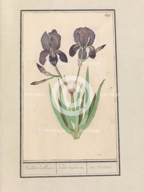 Purple iris (Iris germanica), 1596-1610. Creators: Anselmus de Boodt, Elias Verhulst.