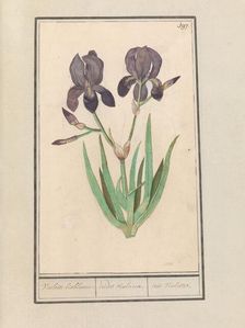 Purple iris (Iris germanica), 1596-1610. Creators: Anselmus de Boodt, Elias Verhulst