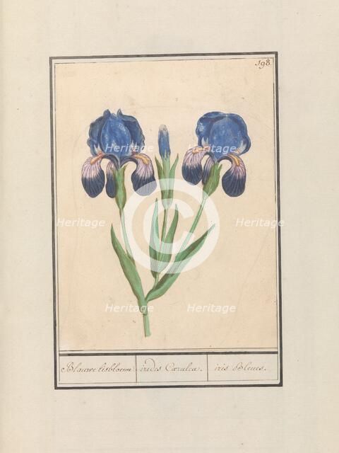 Purple iris (Iris germanica), 1596-1610. Creators: Anselmus de Boodt, Elias Verhulst.
