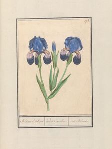 Purple iris (Iris germanica), 1596-1610. Creators: Anselmus de Boodt, Elias Verhulst