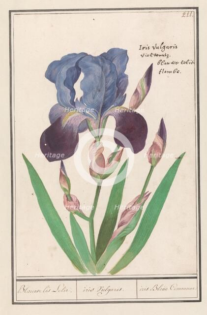 Purple iris (Iris germanica), 1596-1610. Creators: Anselmus de Boodt, Elias Verhulst.