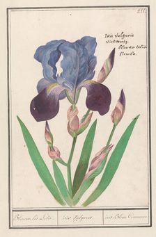 Purple iris (Iris germanica), 1596-1610. Creators: Anselmus de Boodt, Elias Verhulst