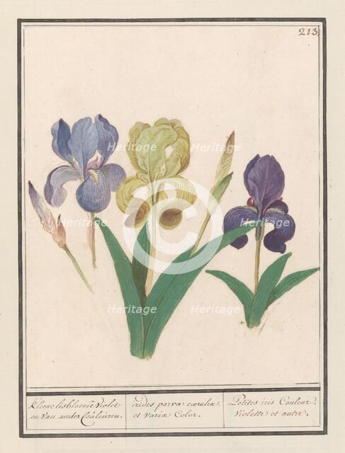 Purple iris (Iris germanica), 1596-1610. Creators: Anselmus de Boodt, Elias Verhulst.