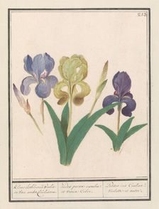 Purple iris (Iris germanica), 1596-1610. Creators: Anselmus de Boodt, Elias Verhulst