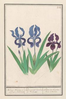 Purple iris (Iris germanica), 1596-1610. Creators: Anselmus de Boodt, Elias Verhulst