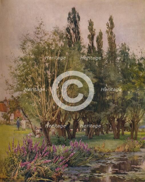 'Purple Loosestrife', c1891. Artist: Alfred William Parsons.