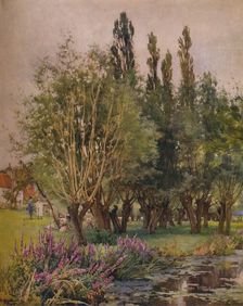 Purple Loosestrife c1891. Artist: Alfred William Parsons