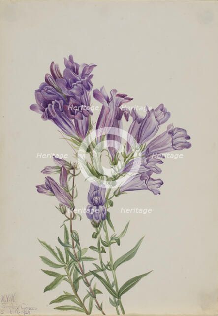 Purple Pentstemon (Pentstemon lyallii), 1923. Creator: Mary Vaux Walcott.
