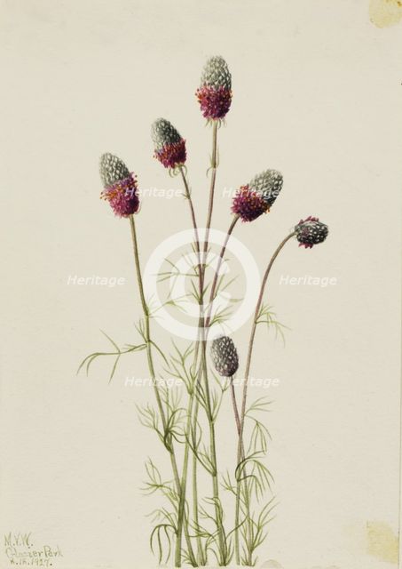 Purple Prairieclover (Petalostemon purpureum), 1927. Creator: Mary Vaux Walcott.