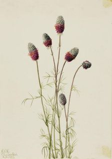 Purple Prairieclover (Petalostemon purpureum), 1927. Creator: Mary Vaux Walcott