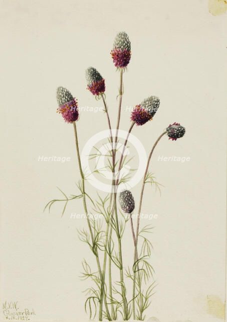 Purple Prairieclover (Petalostemon purpureum), 1927. Creator: Mary Vaux Walcott.