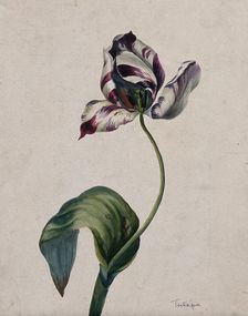Purple striped tulip (Tulipa species): flower and leaves. Creator: Unknown