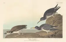 Purple Sandpiper, 1835. Creator: Robert Havell