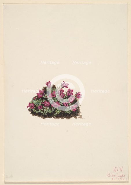Purple Saxifrage (Saxifraga oppositifolia), 1924. Creator: Mary Vaux Walcott.