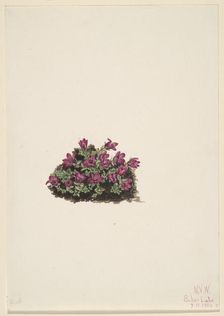 Purple Saxifrage (Saxifraga oppositifolia), 1924. Creator: Mary Vaux Walcott