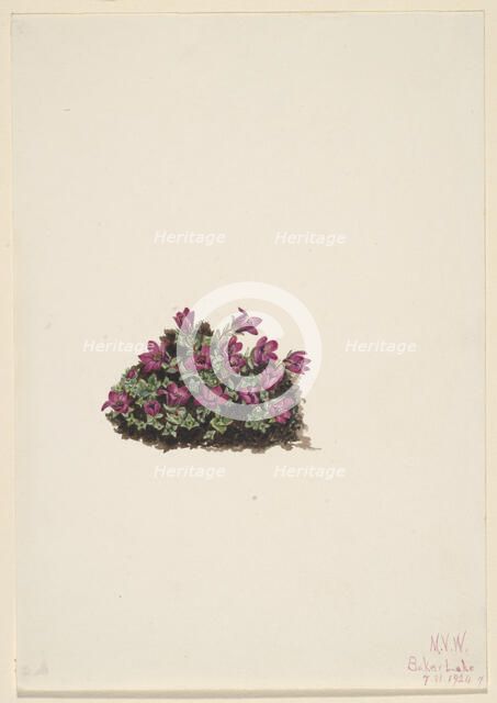 Purple Saxifrage (Saxifraga oppositifolia), 1924. Creator: Mary Vaux Walcott.