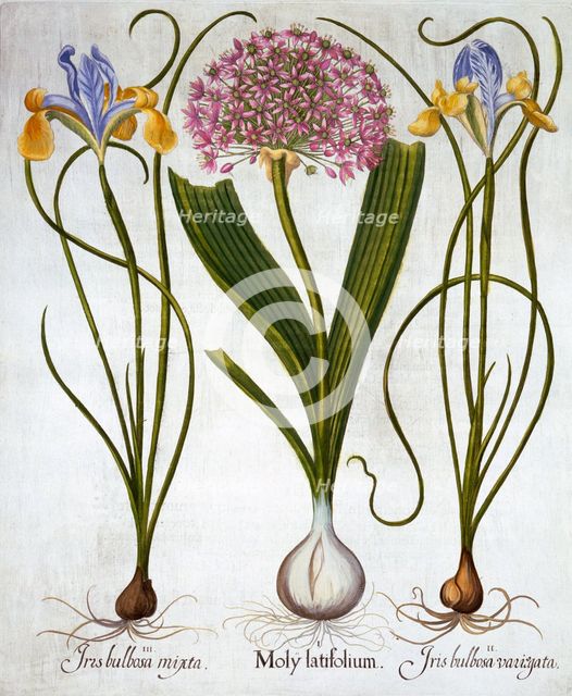 Purple Sensation, and Spanish Irises, from 'Hortus Eystettensis', by Basil Besler (1561-1629), pub. 