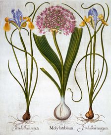 Purple Sensation, and Spanish Irises, from Hortus Eystettensis by Basil Besler (1561-1629), pub