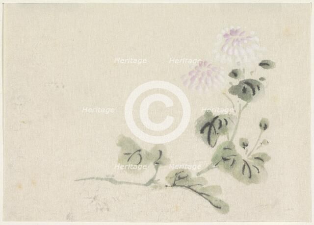 Purple-white chrysanthemums, 1808-1861. Creator: Utagawa Kuniyoshi.