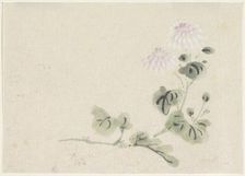 Purple-white chrysanthemums, 1808-1861. Creator: Utagawa Kuniyoshi