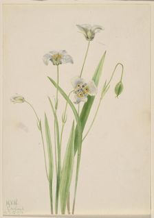 Pussy-ears (Calochortus elegans), 1923. Creator: Mary Vaux Walcott