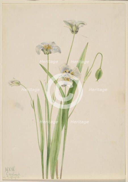 Pussy-ears (Calochortus elegans), 1923. Creator: Mary Vaux Walcott.