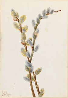 Pussy Willow (Salix discolor), 1920. Creator: Mary Vaux Walcott