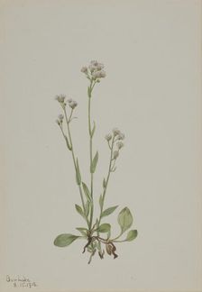 Pussy-Toes (Antennaria racemosa), 1918. Creator: Mary Vaux Walcott
