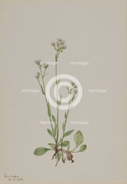 Pussy-Toes (Antennaria racemosa), 1918. Creator: Mary Vaux Walcott.