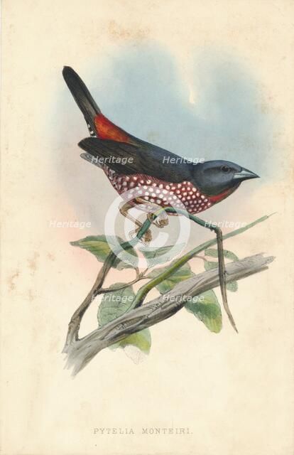 'Pytelia monteiri', mid 19th century. Creator: J. Jennens.