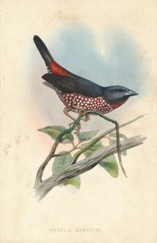 Pytelia monteiri mid 19th century. Creator: J. Jennens