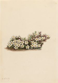 Pyxie (Pyxidanthera barbulata), 1919. Creator: Mary Vaux Walcott