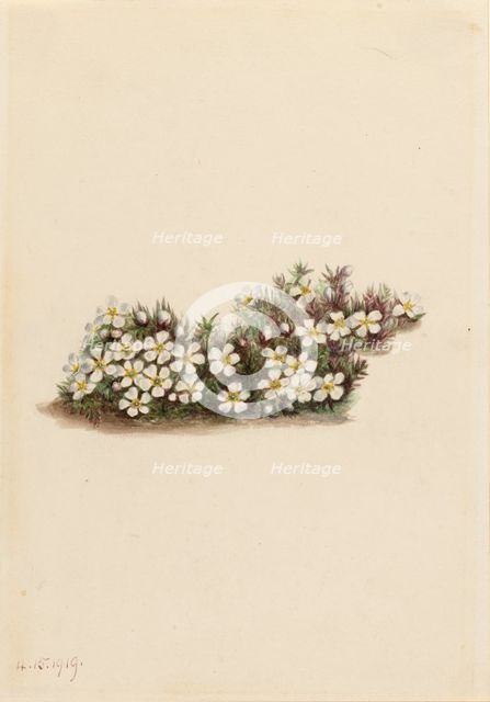 Pyxie (Pyxidanthera barbulata), 1919. Creator: Mary Vaux Walcott.
