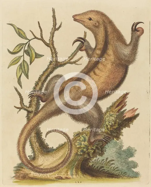 Pygmy Anteater, 1755. Creator: George Edwards.