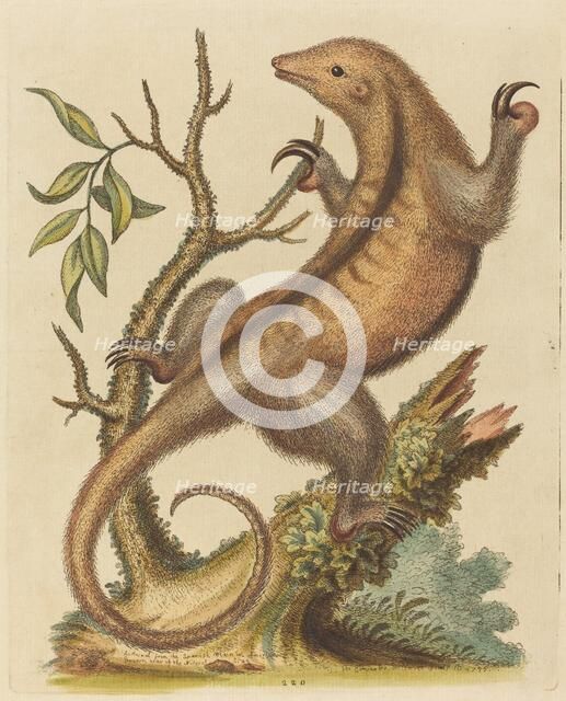Pygmy Anteater, 1755. Creator: George Edwards.