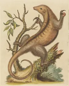 Pygmy Anteater, 1755. Creator: George Edwards
