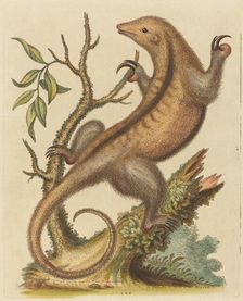Pygmy Anteater, 1755. Creator: George Edwards