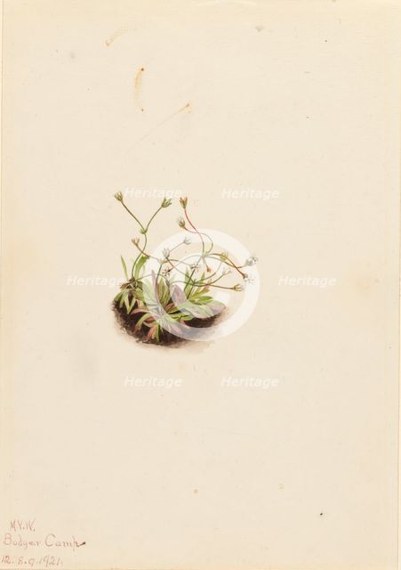 Pygmy Androsace (Androsace subumbellata), 1921. Creator: Mary Vaux Walcott.