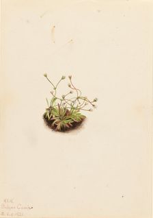 Pygmy Androsace (Androsace subumbellata), 1921. Creator: Mary Vaux Walcott