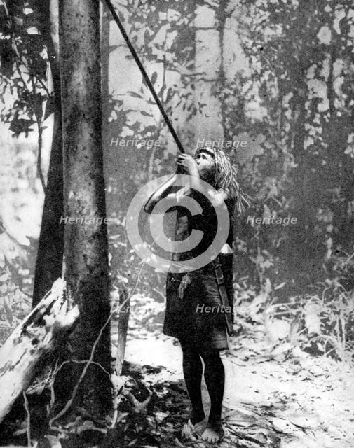 Pygmy tree dweller using a blow-gun, Malaya, 1936.Artist: Malayan Information Agency