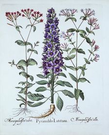 Pyramidal Campanula, Muscipulas, from Hortus Eystettensis by Basil Besler (1561-1629), pub. 1613