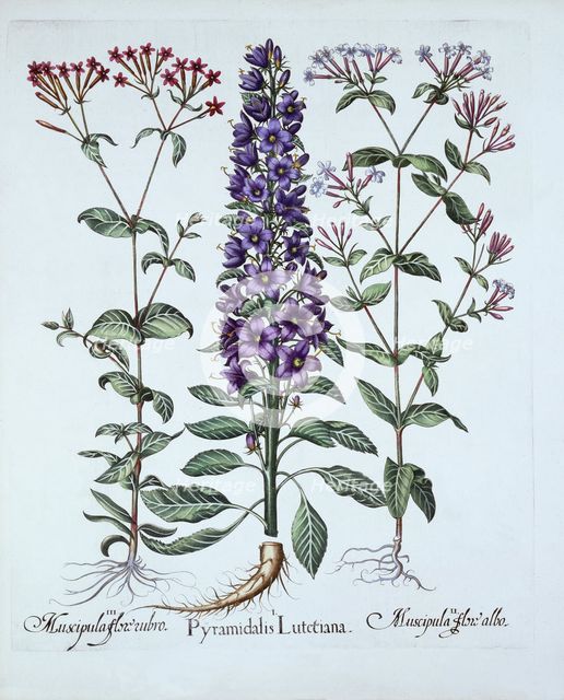 Pyramidal Campanula, Muscipulas, from 'Hortus Eystettensis', by Basil Besler (1561-1629), pub. 1613 