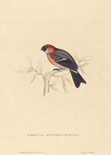 Pyrrhula Erythrocephala (Redheaded Bullfinch). Creator: Elizabeth Gould