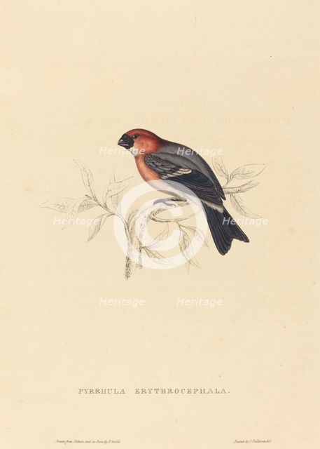 Pyrrhula Erythrocephala (Redheaded Bullfinch). Creator: Elizabeth Gould.