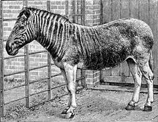 Quagga mare in London Zoo, c1870
