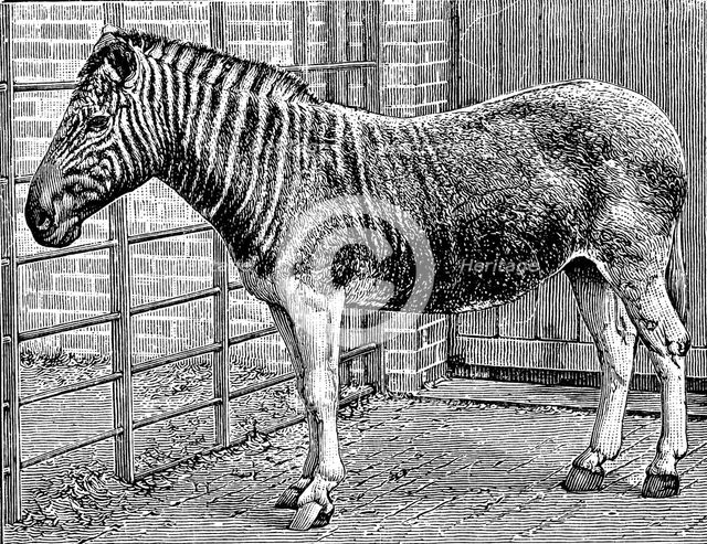 Quagga mare in London Zoo, c1870. Artist: Unknown