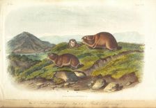 Quadrupeds of America, three of three volumes with 155 hand-colored plates, 1849-1854. Creator: John James Audubon