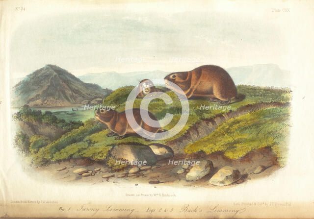 Quadrupeds of America, three of three volumes with 155 hand-colored plates, 1849-1854. Creator: John James Audubon.