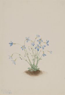 Quakerladies (Houstonia caerulea), 1917. Creator: Mary Vaux Walcott