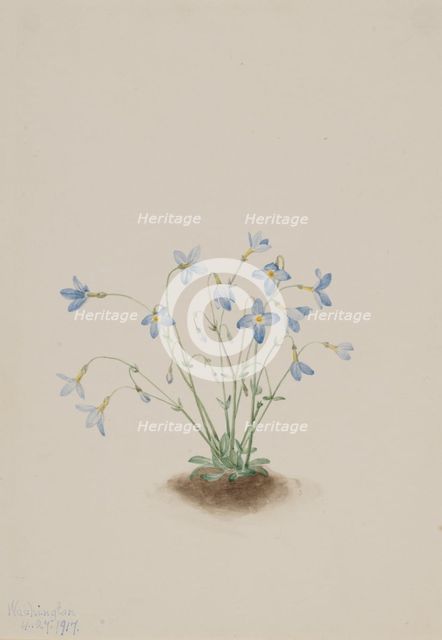 Quakerladies (Houstonia caerulea), 1917. Creator: Mary Vaux Walcott.